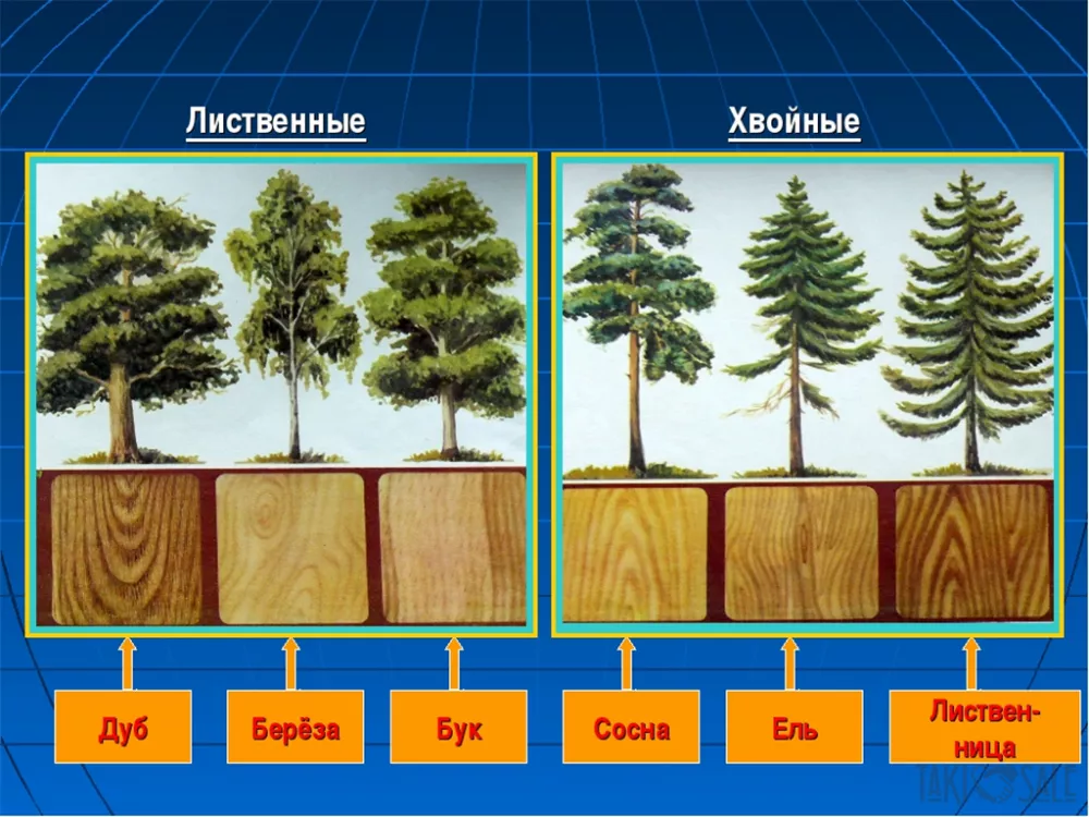 Как отличить деревья. Хвойные породы древесины. Хвойные и лиственные породы деревьев. Хвойные древесные породы. Лиственные породы древесины.