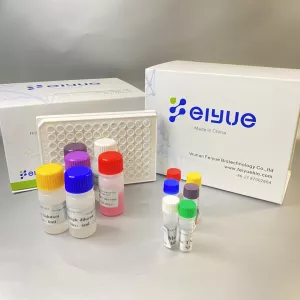 Human FUS(RNA-binding protein FUS) ELISA Kit