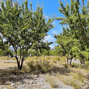 Продается миндально-ореховый сад в Турции, Алания