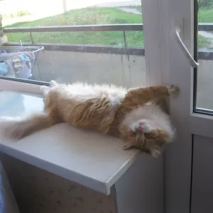 Срочный ремонт дверей Киев, ремонт металлопластиковых и алюминиевых дверей, замена петель S-94