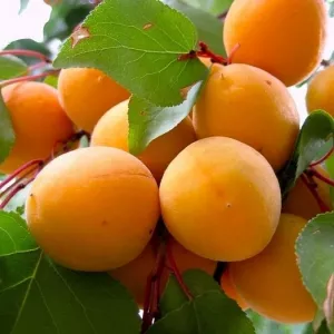 Саженец абрикоса «Майский». Казахстан