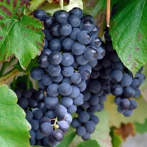 Саженец винограда«Кишмиш -Черный султан»