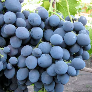 Саженец винограда «Саперави»
