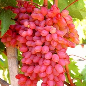 Саженец винограда «Тайфи розовый».