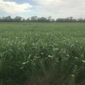 Земельный участок 95,5 Га