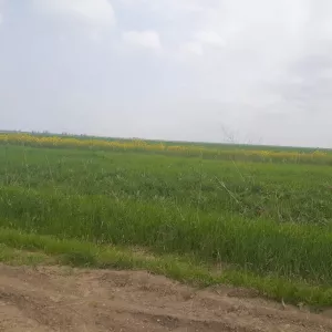 Земельный участок сельхозназначения 220 Га в Абинском районе