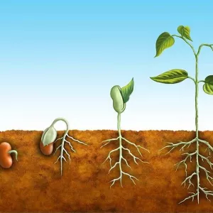 Индолилмаслянная кислота 98%