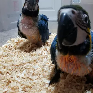 BLUE AND GOLD MACAW FOR SALE