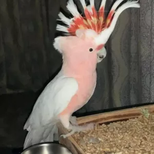 Major Mitchell Cockatoo for Sale,
