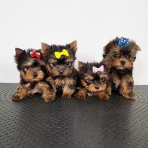 Teacup Yorkie Puppies. Text : (330) 910 0534