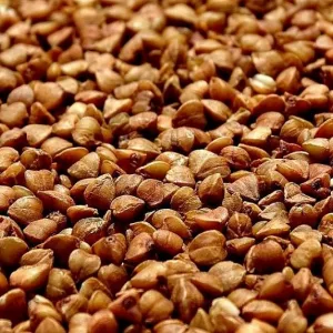 Продам гречиху (від 5 тонн)