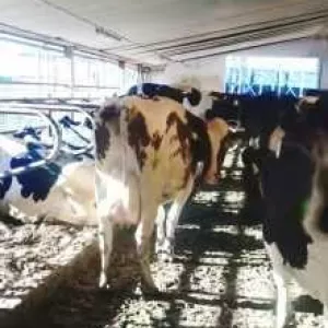 Корови молочних порід