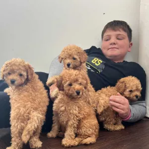 Beautiful Red toy poodles Puppies