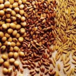 Постійно купуємо зерновідходи