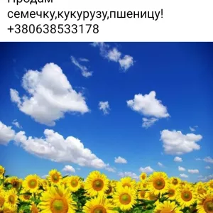 Семечка пшеница кукуруза