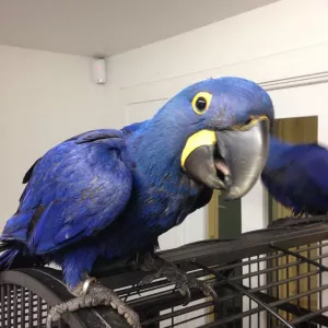 Hyacinth Macaw & Blue and Gold parrots for sale