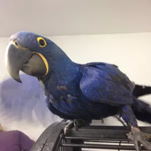 Brilliant Hyacinth Macaws and Blue & Gold parrots for sale