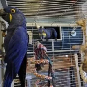 Hyacinth macaws available for sale
