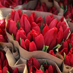 Тюльпаны опт красные. Документы.