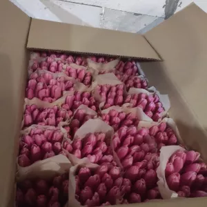 Тюльпаны розовые опт. Документы.