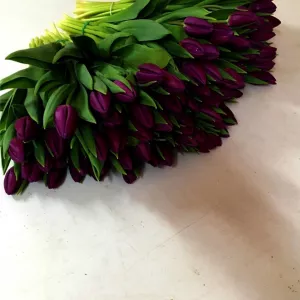 Тюльпаны фиолетовые оптом .Документы.