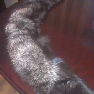 Воротник из чернобурки