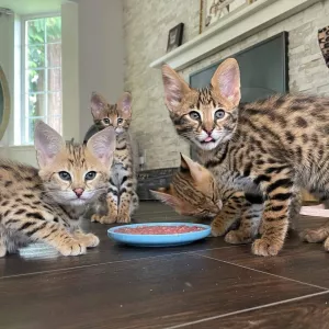 F1 and F2 Savannah Kittens are Available  