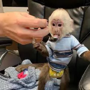 minunate maimuțe capucin de vânzare