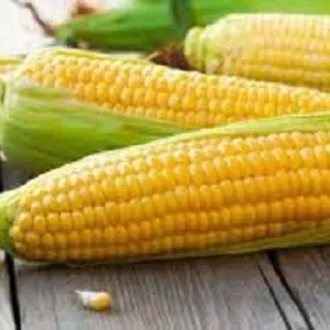 Продам кукурудзу, Волынская обл.