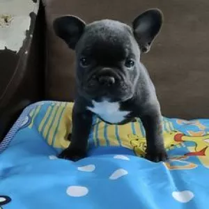 french bulldog puppy online Website......https://happybarkfrenchies.com/