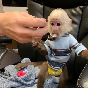 5-месячная обезьяна-капуцин на продажу