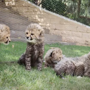 Gorgeous Cheetah Cubs For Sale
