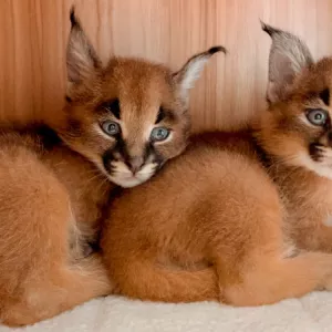 очаровательные котята каракала