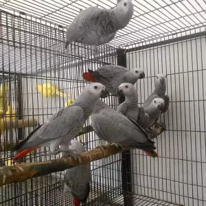 Adorable African Grey Parrots For Sale
