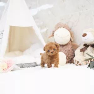 Purebred Toy Poodle Puppies For Sale | www.urbanteacuppuppieshome.com