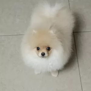 Продажа щенок померанского шпица