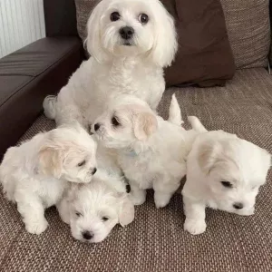 Adorable outstanding Maltese puppies,