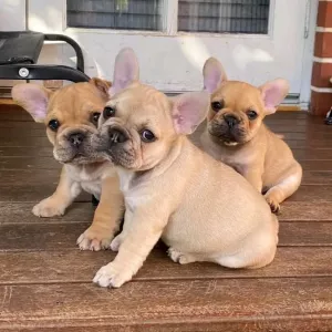 Quality French Bulldog Puppies.