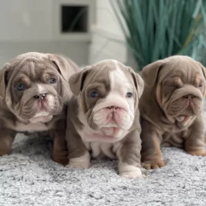 Magnificent English Bulldog Puppies