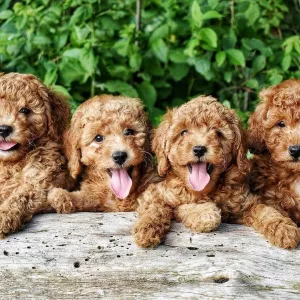 Beautiful Toy poodle puppies,