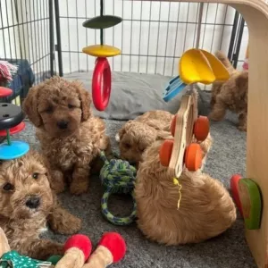 Beautiful Cavapoo puppies,