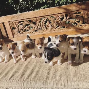 Beautiful Jack Russell puppies,