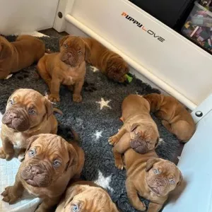 Dogue de Bordeaux