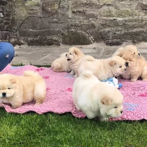 Beautiful Chow Chow Puppies,