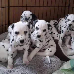 Beautiful Dalmatian Puppies,