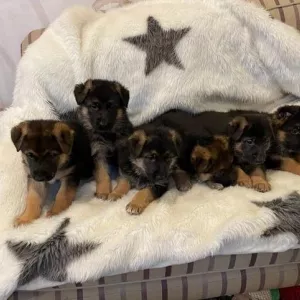 Beautiful German shepherd puppies,