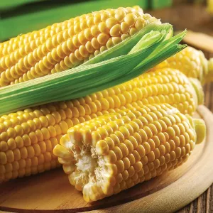 Цукрова кукурудза «Добриня» Качани цукрової кукурудзи