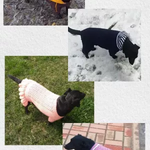 Одяг для домашніх улюбленців