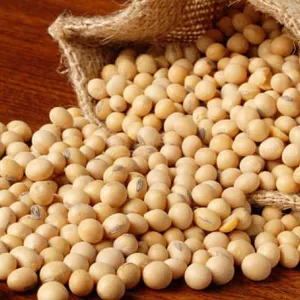 Купую сою, відходи кукурудзи