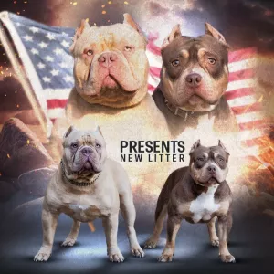 Американский булли